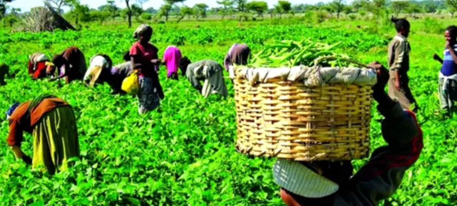 EU and NASRDA Partner on Satellite Farming Project to Boost Food Security in Nigeria